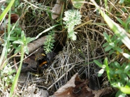 Eine Erdhummel sitzt in der Begrünung vor einem Mauseloch