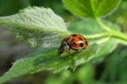 Der Harlekin-Marienkäfer besitzt eine sehr variable Färbung, hier dunkelorange mit zahlreichen Punkten und dem typischen  "W" oder "M" auf dem Halsschild