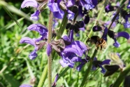 Eine Hummel fliegt auf die blaue Blüte des Wiesensalbeis zu