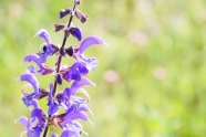 Der blaue Blütenstand des Wiesensalbei in hellem Licht mit deutlich sichtbarer Ober- und Unterlippe der Blüte