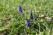 Drei Traubenhyazinthen leuchten blau aus der grünen Wiese hervor