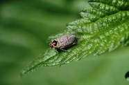 Die Winden-Glasflügelzikade <i>Hyalesthes obsoletus</i> auf einem Brennnesselblatt