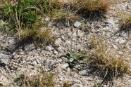 Fester, trockener Boden mit einigen wenigen, trockenheitstoleranten Pflanzen