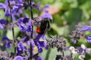 Eine mit gelbem Blütenstaub bepuderte Hummel sitzt in einer Salbeiblüte um zu trinken, der Griffel der Pflanze kommt dabei in Kontakt mit den Pollen im Hummelpelz