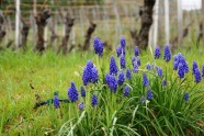 Ein Büschel blau blühender Weinbergs-Traubenhyazinthen mit Rebstöcken im Hintergrund