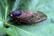 Singzikade - Der Lauer (Tibicina haematodes)