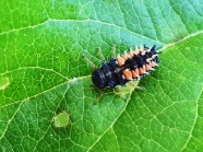 Die Larve der Marienkäfer sind sehr agile längliche Tiere mit einer starken Beborstung. Die Grundfarbe wie hier oft dunkelgrau mitgelb-oranger Zeichnung