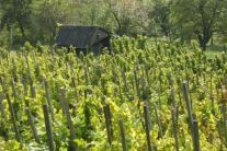 Pfahlweinberg Ickelheim mit Weinbergshäuschen