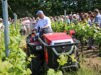 Ein Schlepper fährt durch die Rebzeile beobachtet von vielen Winzern.