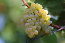 Zwei Trauben des Weissen Rieslings, die klein und dichtbeerig sind. Die Beeren sind grüngelb, schwarz punktiert und die Sonnenseite gelbbraun.