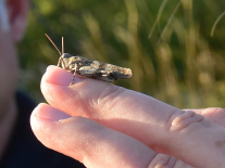 Eine rotflügelige Ödlandschrecke sitzt auf einem Finger