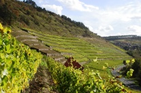 Steile Weinlage durch Mauern in Terrassen gegliedert