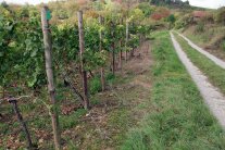 Zeilenende eines Weinbergs mit Weg, Gebüsch und Weinbergshäuschen im Hintergrund