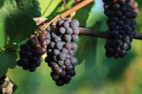 Reife grau- bis blaurote Trauben des Grauburgunders hängen sonnenbeschienen am Rebstock