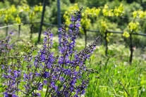 Die blauen Blüten des Wiesensalbeis vor dem frischen Grün der Reben