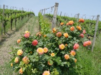 Eine erst pink, beim weiteren Öffnen der Blüten gelb blühende Rose steht am Endstickel einer Rebzeile