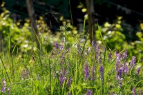 Lila-blau blühende Pflanzen auf dem Streifen zwischen Weg und Reben, dahinter stehen die Reben