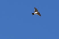 Eine Feldlerche fliegt singend im blauen Himmel