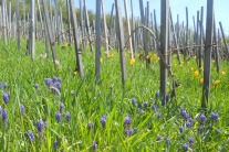 Alter Weinberg mit Reben in Pfahlerziehung und einer Begrünung durchsetzt von Weinbergsträubeln und Weinbergstulpen