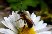 Die kleine rostrote Mauerbiene hat ihren Namen von der Färbung ihres Hinteleibs, dessen Ende jedoch schwarz gefärbt ist. Sie sitz hier auf einem Gänseblümchen