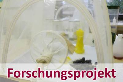 Teaser Kirschessigfliege Projekt