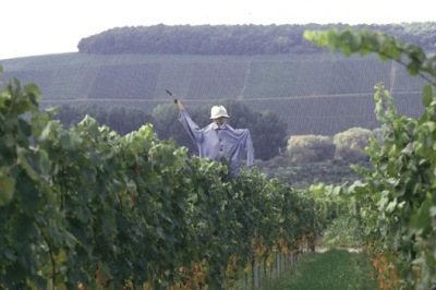 Vogelscheuche in einer Rebzeile