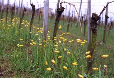 Weinberg im zeitigen Frühjahr mit blühenden Weinbergstulpen