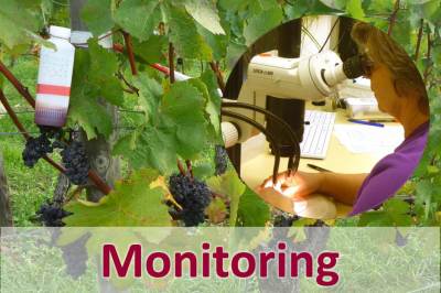 Liste mit Monitoringdaten, darüber gelegt der Text: Monitoring Kirschessigfliege Weinbaugebiet Franken