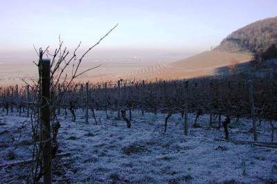 Weinberge im Winter mit etwas Schnee